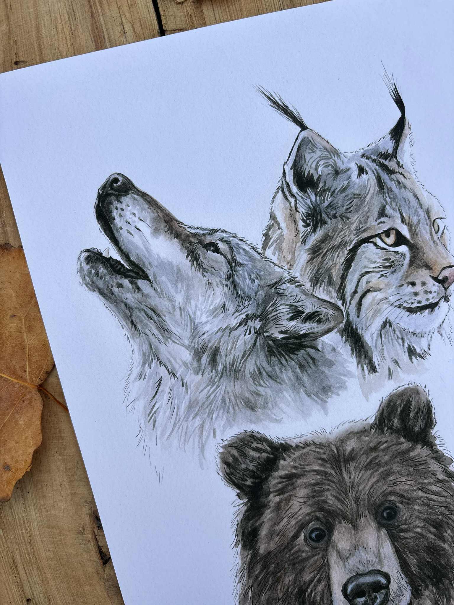 Grands prédateurs - Tirage d'art A4