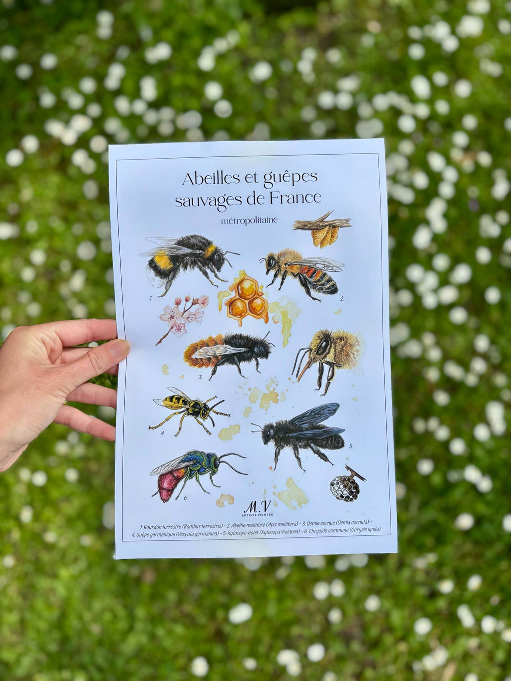 Abeilles et guêpes sauvages - tirage d'art-