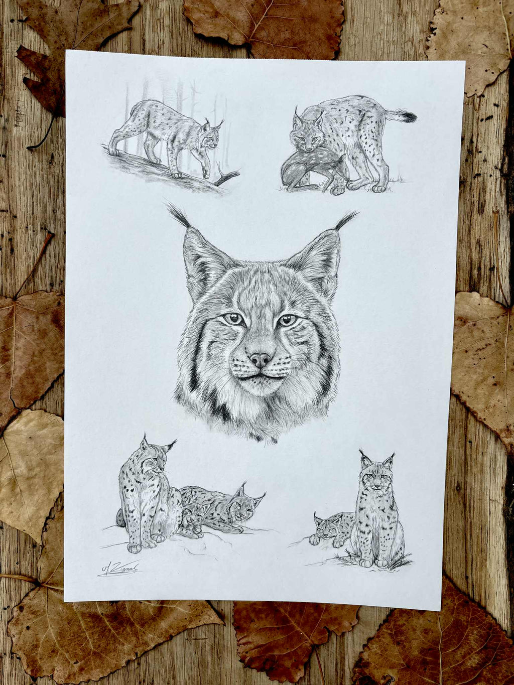 Lynx lynx - Tirage d'art A3
