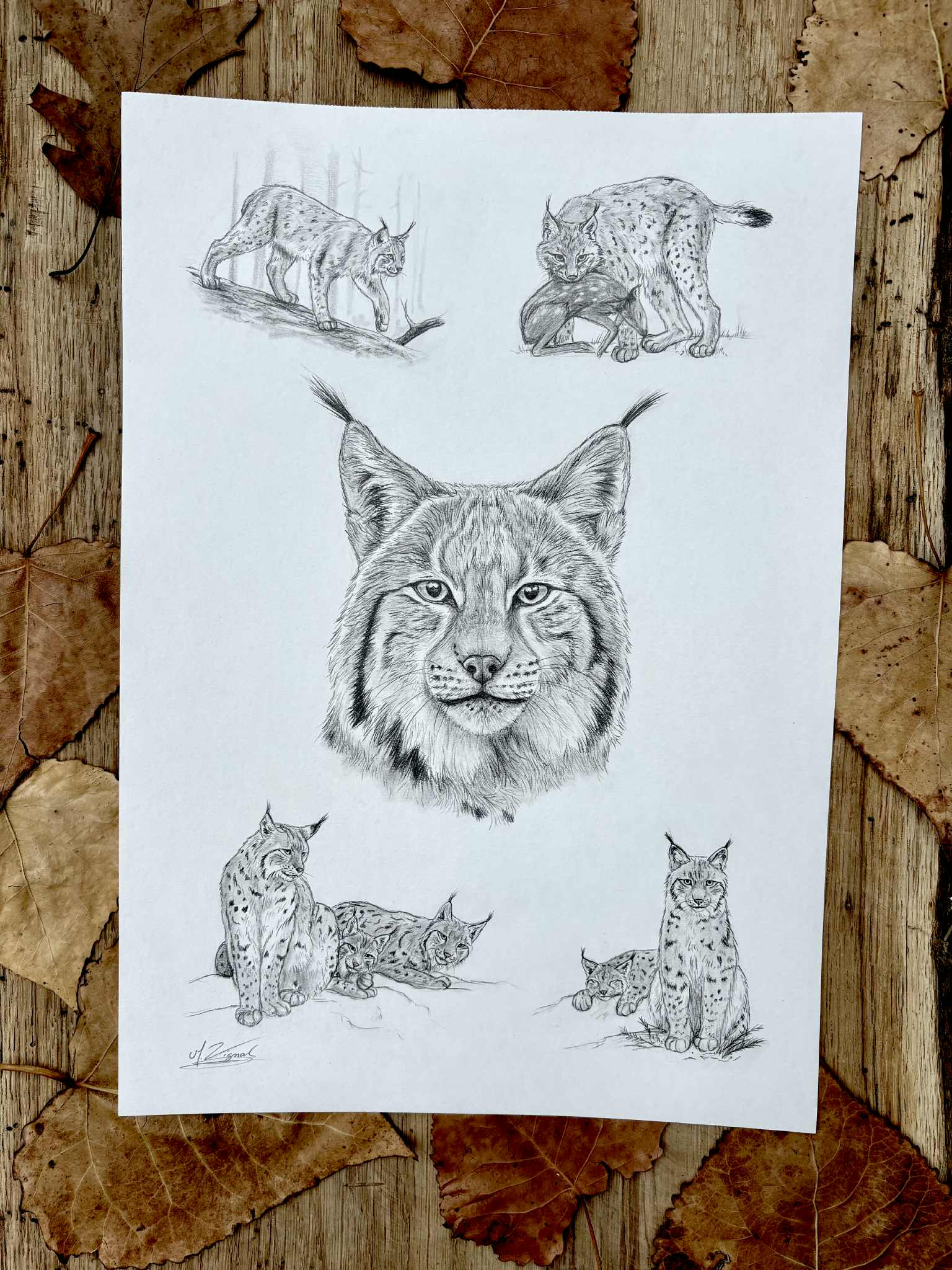 Lynx lynx - Tirage d'art A3