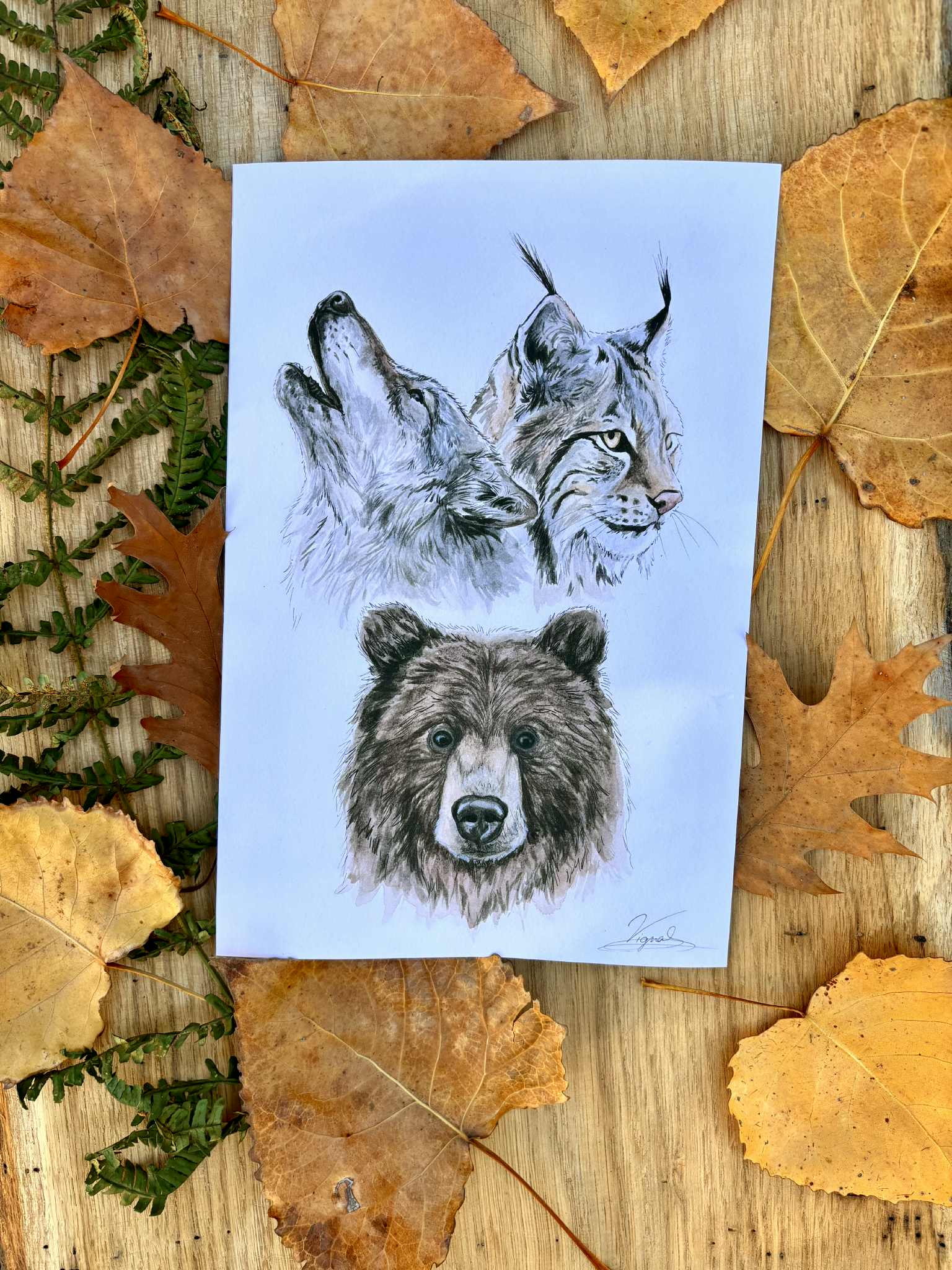 Grands prédateurs - Tirage d'art A4