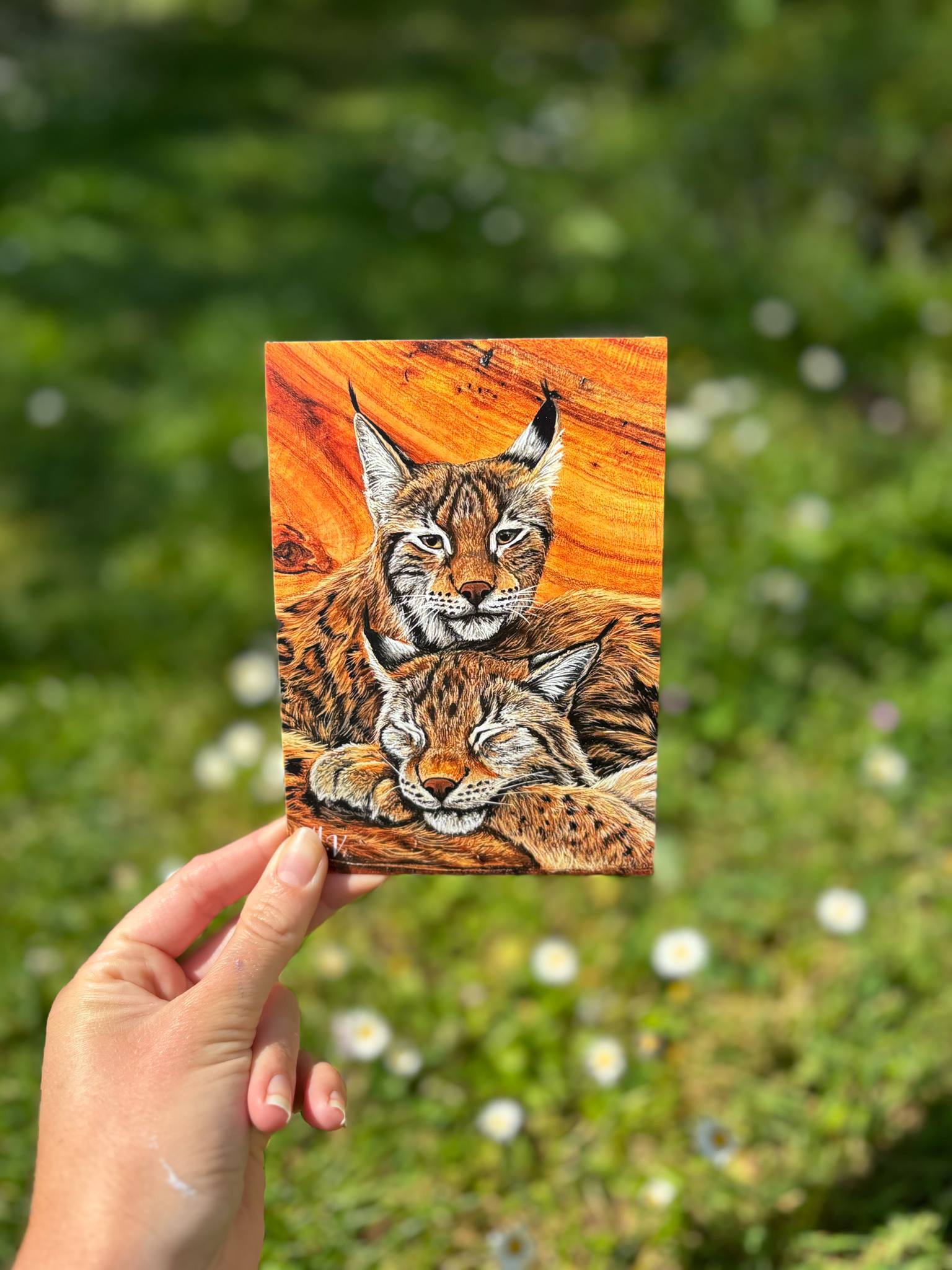 " Regard oublié " - Lynx - carte postale - 10 x 15 cm