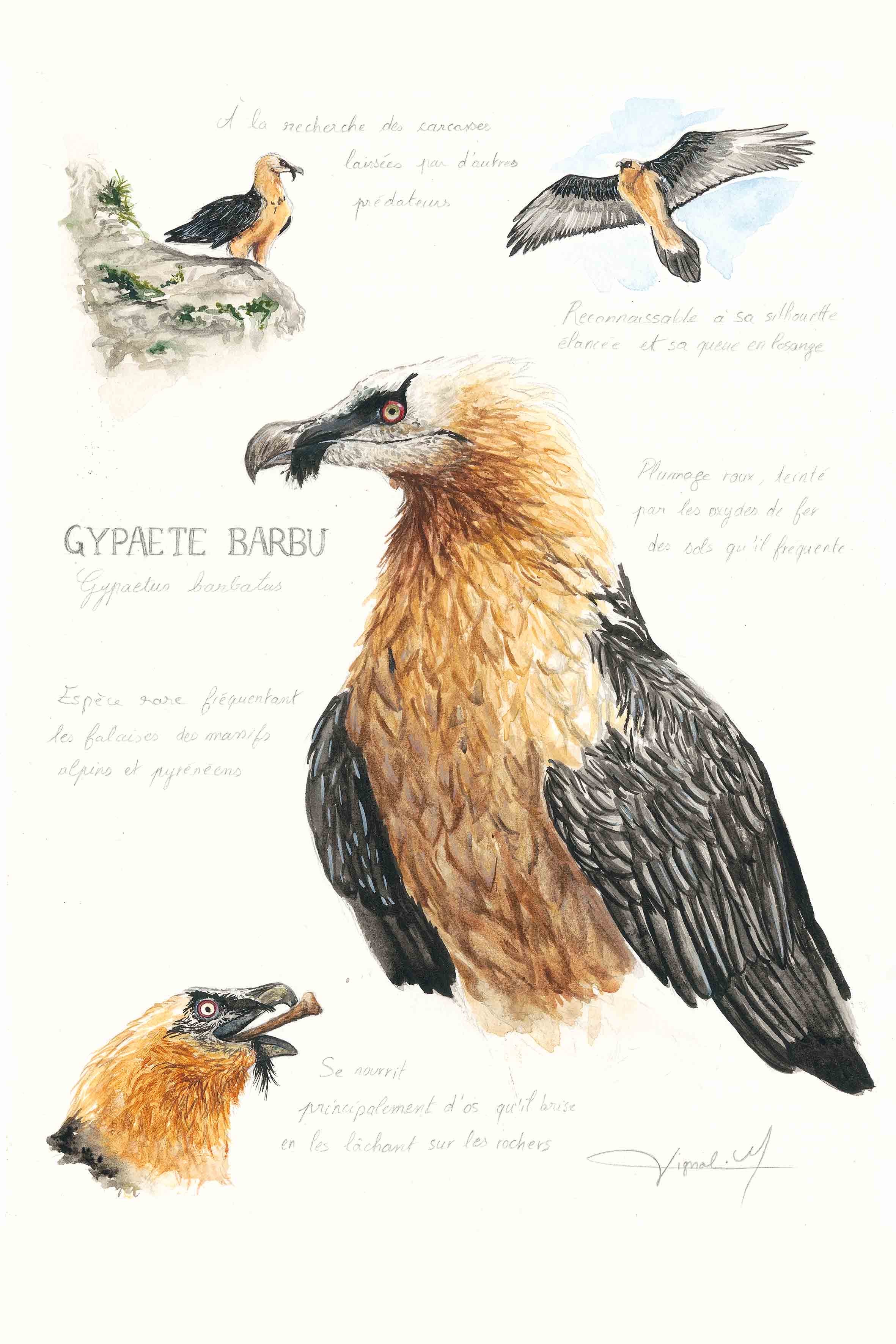 " Le casseur d'os " - tirage d'art A4