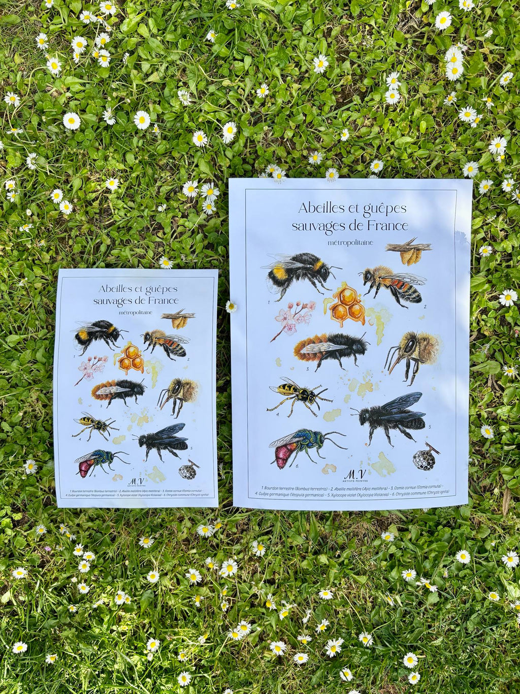 Abeilles et guêpes sauvages - tirage d'art-