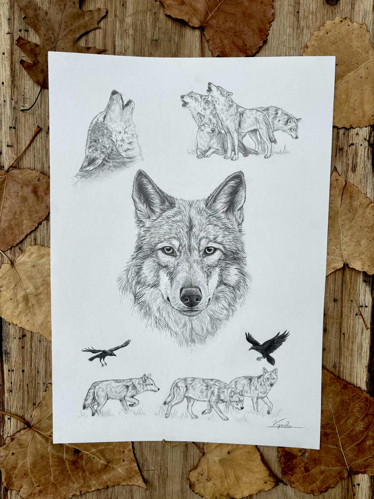 Canis lupus - Tirage d'art A3