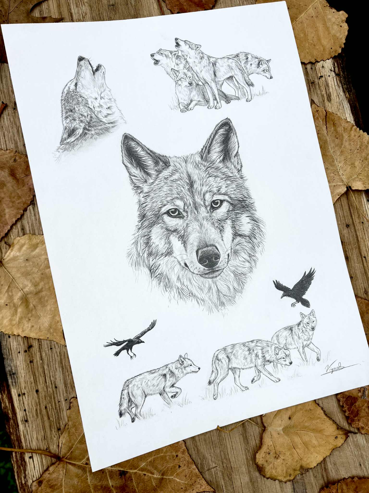 Canis lupus - Tirage d'art A3