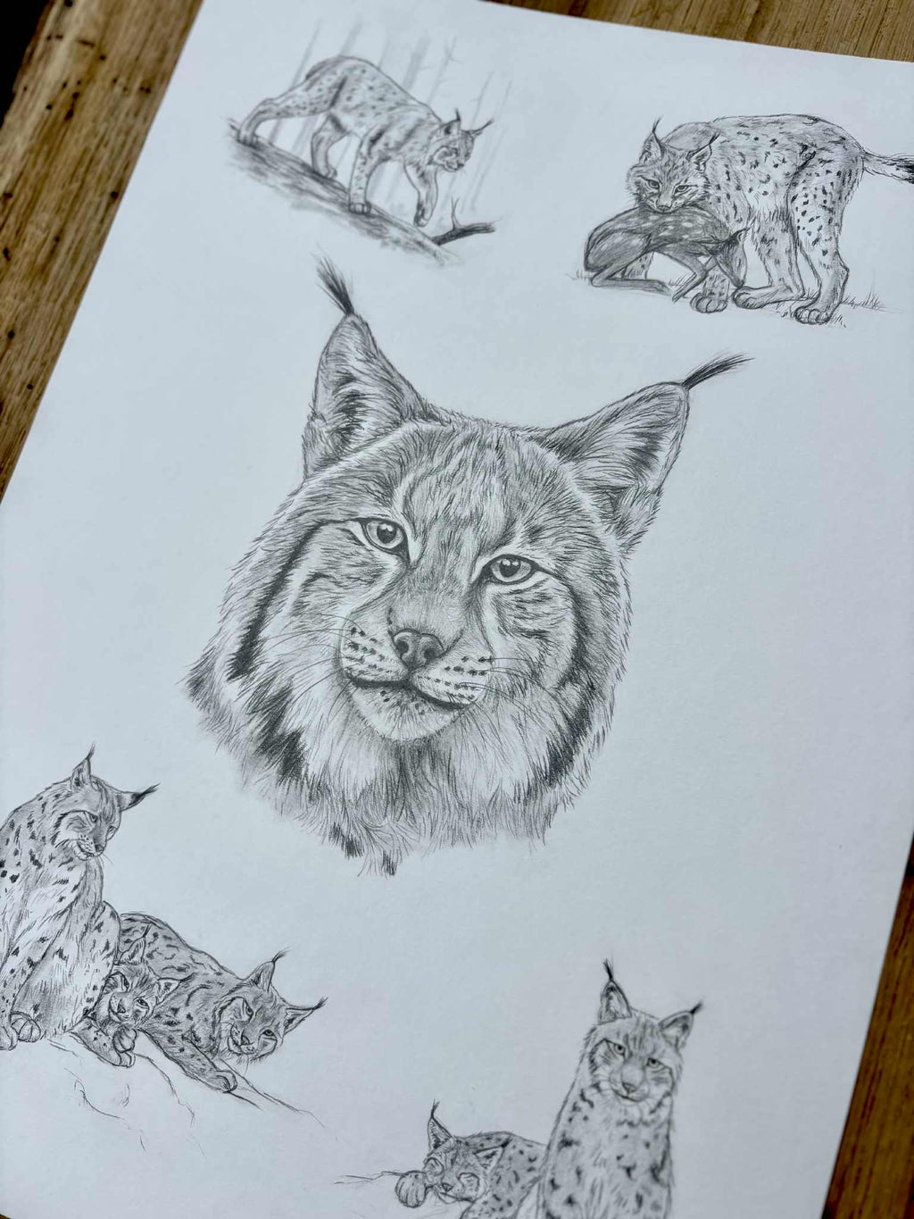 Lynx lynx - Tirage d'art A3
