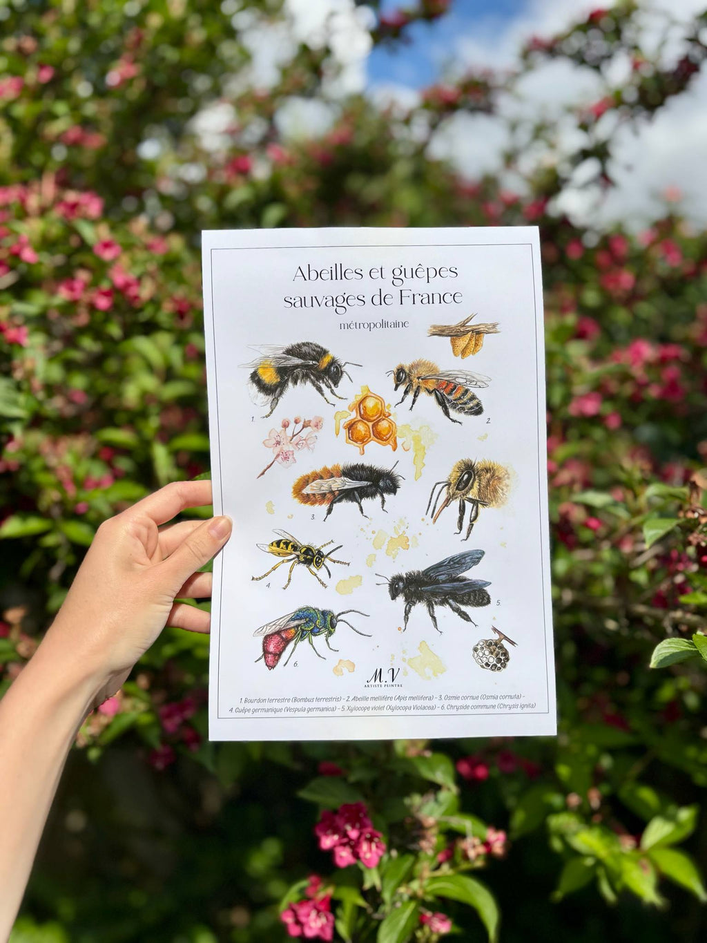 Abeilles et guêpes sauvages - tirage d'art-